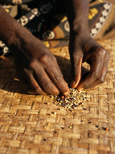 Macro close-up of a South Sudanese woman's hands carefully sorting indigenous seeds on a textured woven mat, warm natural golden-hour light, high-contrast shadows.