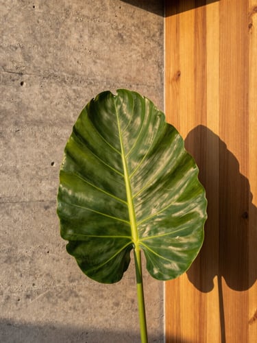 Close-up portrait shot of a textured raw concrete wall next to a warm timber panel, with a large, vibrant tropical leaf casting a soft shadow. Golden hour sunlight, editorial style.