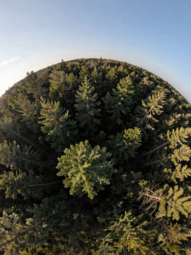 360 degree spherical panorama render from altitude above a forest clearing, full environmental sphere visible, equirectangular projection showing sky above and treetops below, natural light, calm and still atmosphere, no people