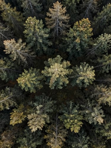 Close aerial view from drone height over a forest clearing, motion blur at the edges suggesting speed, tree geometry sharp at center, natural diffused light, no people