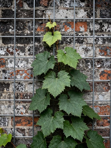 Close-up of thick green grapevines climbing a stainless steel wire trellis on a weathered brick wall, hard overcast daylight, gritty industrial photography, sharp focus, 35mm lens