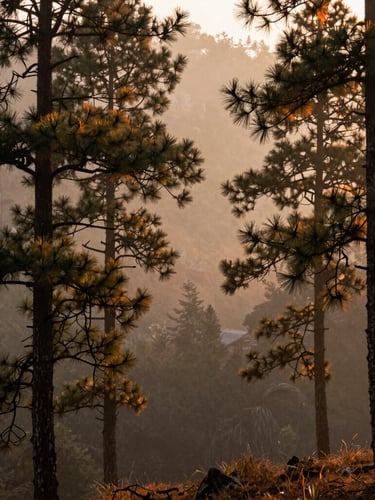 A serene Nepalese mountain forest in morning mist, towering pine trees, soft diffused sunlight filtering through branches, cinematic atmosphere.