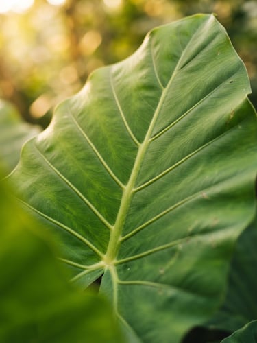 Crisp macro photograph of vibrant green tropical foliage with prominent leaf veins, bright diffused morning daylight, warm golden-hour accents, shallow depth of field, 35mm