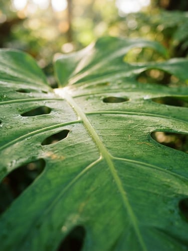 Crisp macro photograph of vibrant green Monstera leaf texture with bright morning daylight filtering through, shallow depth of field, 35mm