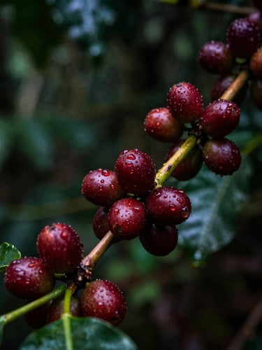 Macro shot of deep red coffee cherries glistening with dew on a mossy branch under a dark forest canopy, low-key lighting, rich green and espresso tones