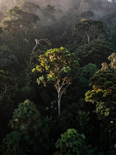 Cinematic wide shot of mist-shrouded volcanic forest canopy of Gunung Kawi, dramatic natural morning light, deep forest green tones, 35mm