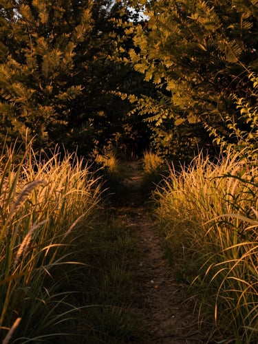 In-game screenshot of a dense forest path at golden hour, tall grass swaying in warm amber light, a narrow dirt trail disappearing into deep shadows, painterly brushstroke texture on foliage