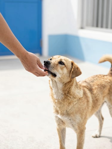 A gentle hand feeding a rescued street dog in a bright, sunlit outdoor shelter, warm natural daylight, 35mm photography