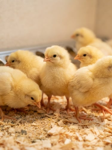 Close-up of several healthy, active day-old yellow chicks in a clean, brightly lit modern poultry farm, shallow depth of field, warm tones, natural daylight.