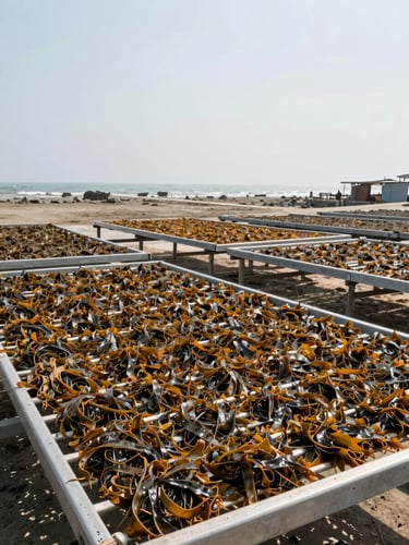 Wide documentary shot of dried seaweed laid out on industrial drying racks in an open coastal processing area, bright overhead daylight, Bangladesh coast visible in the background, no people, clinical and factual framing
