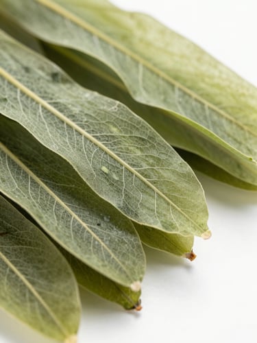 Extreme close-up macro shot of dried Ulva fronds on a white surface, bright diffused studio light showing the thin papery leaf structure, pale green color, and delicate vein pattern, no shadows