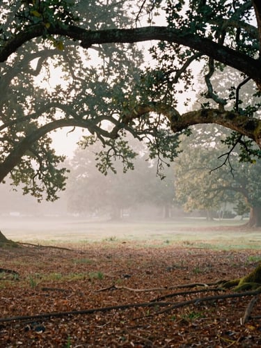 A serene forest clearing at the Adainville estate, soft morning mist filtering through old oak trees, damp soil, peaceful and atmospheric, 35mm look.