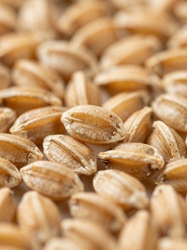 Macro close-up of premium golden wheat seeds, sharp sterile lighting, focus on individual seed texture and pure grains.