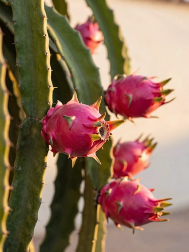 Close-up of vibrant pink pitayas growing on a green cactus vine under the warm Andalusian sun, soft golden hour lighting, shallow depth of field.