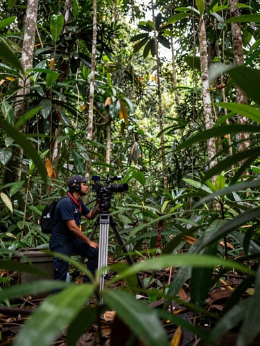 Wide environmental shot from the left edge, a journalist crouching beside a broadcast camera on a tripod in dense Amazonian forest undergrowth, equipment cables visible, natural diffused daylight filtering through the canopy, foreground foliage blurred, sense of isolation and focus