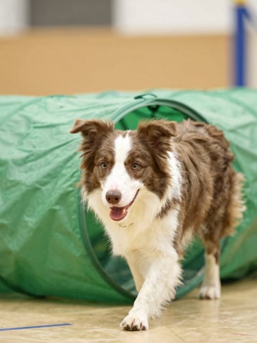 Close-up of a focused border collie navigating a bright green agility tunnel, natural indoor lighting, shallow depth of field, action shot