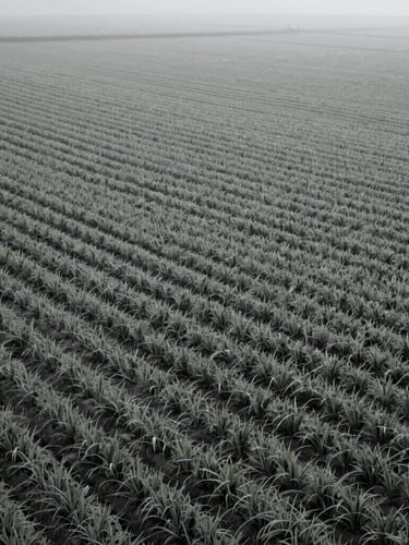 Close-up abstract detail of a structured agricultural landscape, precise crop rows forming geometric patterns on a misty morning, cool desaturated tones, medium format photography.
