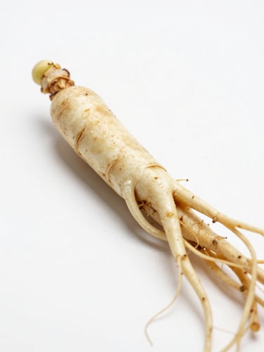 Macro close-up of fresh green ginseng roots on a clean clinical white surface, bright natural daylight, crisp botanical photography