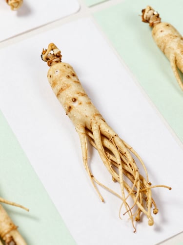 Crisp botanical macro photography of dry ginseng roots on structured index cards, bright clinical daylight, clean white and soft green tones, sharp focus