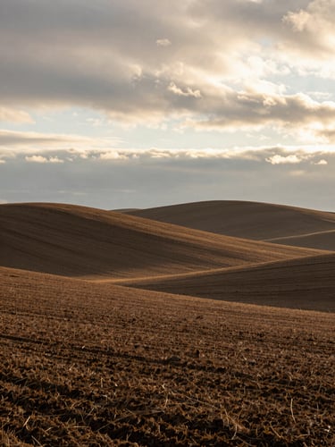 A portrait-oriented, crisp morning shot of a Minnesota agricultural landscape, rolling hills with rich soil lines, soft golden light breaking through overcast clouds.