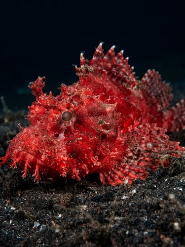 Sharp macro underwater photography of a bright red Rhinopias eschmeyeri perched on dark volcanic muck, high-contrast strobe lighting, deep oceanic blues, ultra-detailed, 35mm