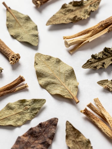 Extreme close-up overhead flat-lay of dried botanical raw materials — whole herb leaves and root fragments spread on a white-surfaced intake table under bright studio light, colour and texture clearly visible, no hands or people