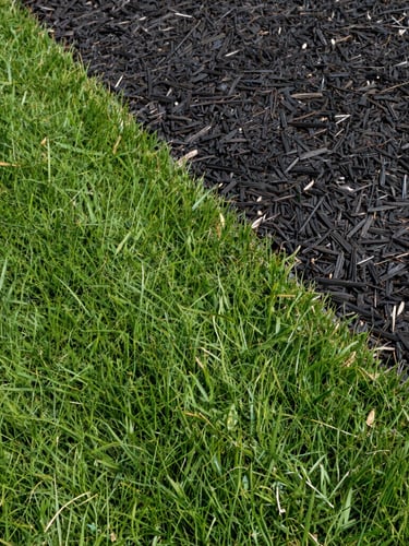 Tight detail shot of a crisp, perfectly edged green lawn meeting a dark mulch bed, bright midday sun, clean lines, high contrast