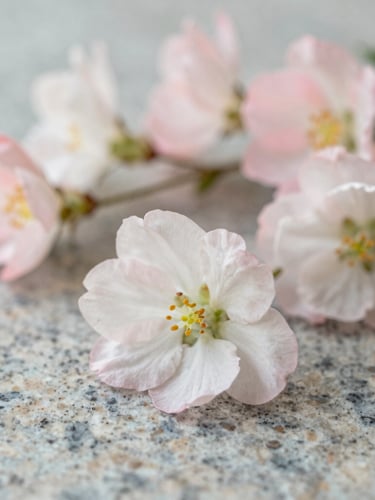 Close-up of delicate pale pink and white seasonal flowers arranged on a clean granite surface, soft morning light, shallow depth of field, 35mm photography