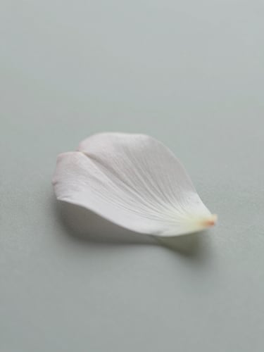 Macro close-up of a delicate white flower petal with clean morning shadows on a pale fog gray background, minimalist editorial photography