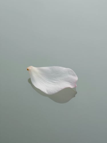 A close-up of a delicate white petal structure casting soft, clean shadows on a pale fog gray background, minimalist editorial photography, diffused overcast daylight.