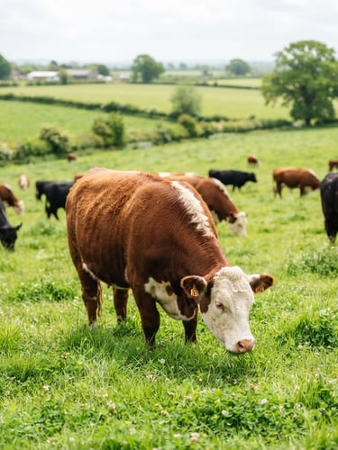 A crisp, bright environmental shot of healthy cattle grazing on clean green pastures under bright natural overcast daylight, rich organic tones, shallow depth of field, premium agricultural editorial photography.