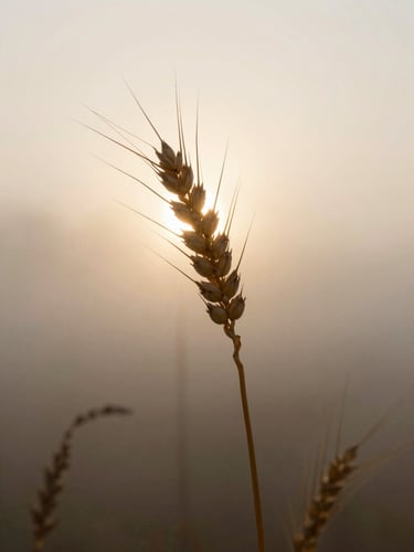 Close-up of a single golden wheat stalk standing in quiet morning mist, soft backlighting from the rising sun, shallow depth of field, serene and sacred nature photography