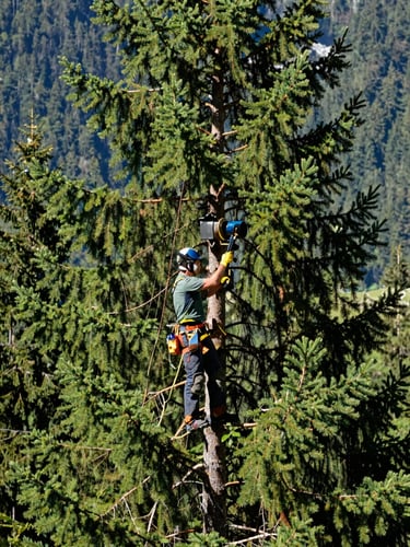 Professional arborist high in a majestic Swiss pine, wearing clean safety gear, precise cut, crisp alpine daylight, forest green tones