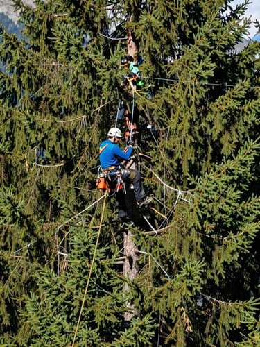 Wide environmental shot of a professional arborist in clean safety gear high in a majestic Swiss pine, crisp alpine daylight, deep forest green tones, 35mm lens, realistic