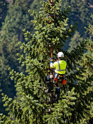 Professional arborist in clean safety gear climbing a majestic Swiss pine, crisp alpine daylight, forest green tones, high-contrast, 35mm lens