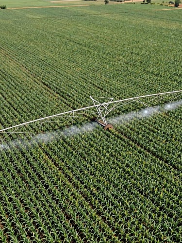 Aerial view of a large center-pivot irrigation system watering vast green maize fields under bright midday sun, Uganda. Wide-angle lens, 35mm, commercial agriculture photography.