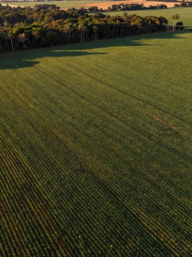 Aerial drone shot of vast green soybean crop fields in Brazil during golden hour, perfect geometric rows, deep forest green and rich soil brown tones, high-end editorial style