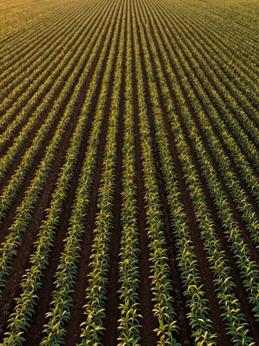 Aerial drone view of a massive, perfectly lined soybean plantation in Brazil during golden hour, deep green crops, rich dark soil, high-end editorial real estate style