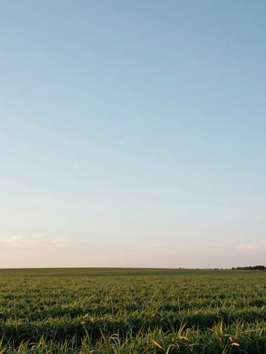 Wide open horizon of an Indiana field at dawn, soft diffused daylight, pale blue sky dominating the upper two-thirds.