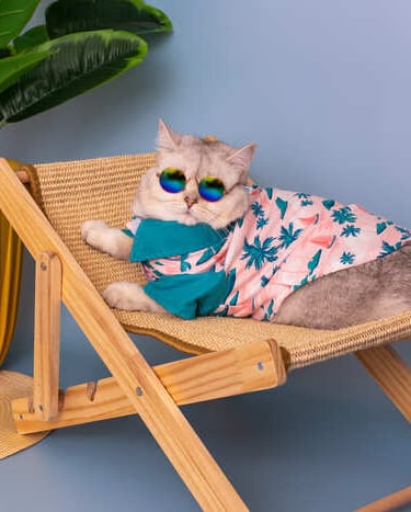 un gato acostado en una silla con una camisa playera y gafas de sol con un fondo lila 