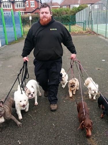 Happy pack of dogs socializing on a structured group dog walk with Doggy Dude in Radcliffe.