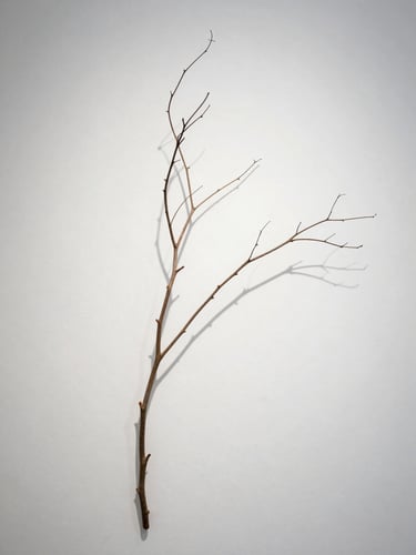 A single dried branch casting soft shadows on a clean white gallery wall.