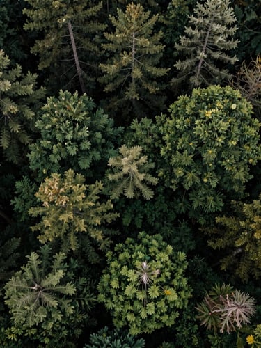 Aerial drone photography of dense, untouched forest canopy, overcast natural daylight bringing out deep saturated forest greens and rich earth tones, cinematic 35mm