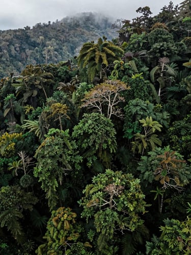 Aerial drone photography of an untouched temperate rainforest canopy, overcast natural daylight, deep saturated greens, misty atmosphere, high editorial contrast