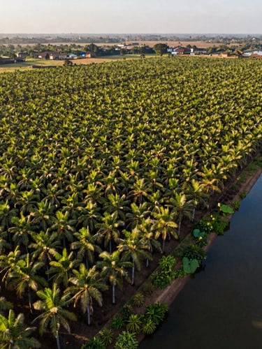Vue aérienne par drone d'une plantation industrielle de palmiers à huile structurée le long du fleuve Congo, lumière dorée du matin.