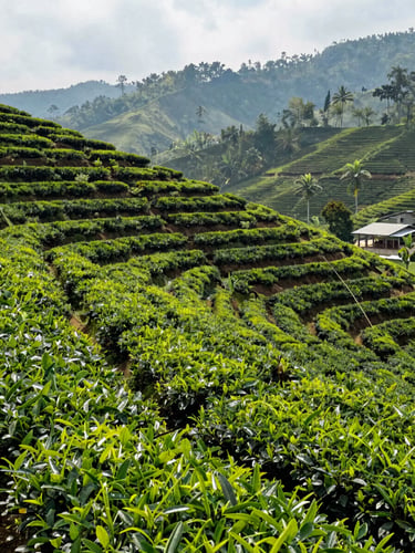 Wide panoramic view of terraced tea plantation rows in West Java, lush green canopy stretching into the distance, natural daylight, plantation infrastructure visible on the far right, low mist over the hills