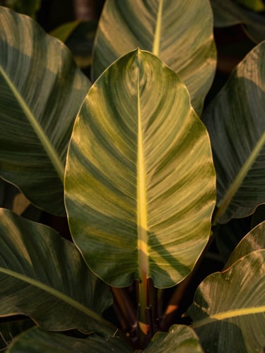 Close-up of textured tropical leaves in golden hour sunlight, rich botanical greens and earth tones, shallow depth of field