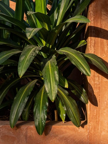 A close-up portrait of textured native Brazilian foliage and architectural terracotta elements in a warm morning shadow