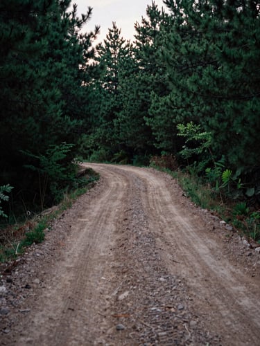 A rugged dirt road winding through a deep green pine forest at dawn, high contrast medium format film style