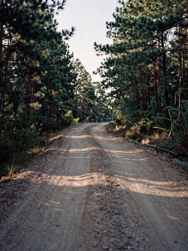 Wide environmental shot of a dusty dirt road winding through a dense pine forest at dawn, high-contrast shadows, medium format film look